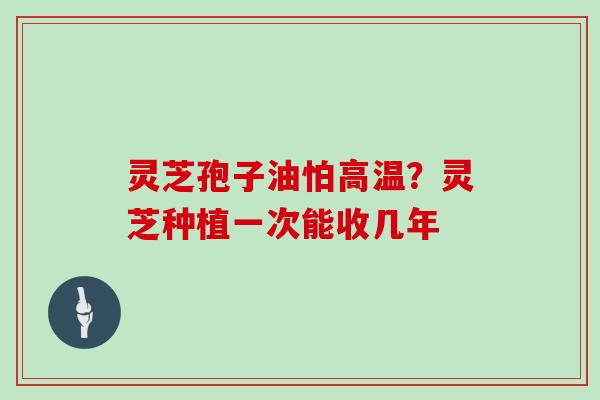 灵芝孢子油怕高温?灵芝种植一次能收几年