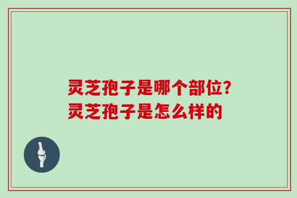 灵芝孢子是哪个部位?灵芝孢子是怎么样的
