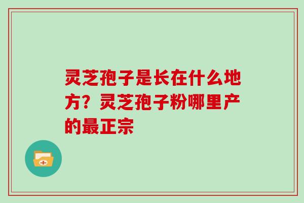 灵芝孢子是长在什么地方?灵芝孢子粉哪里产的最正宗