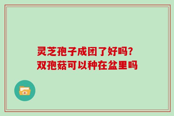 灵芝孢子成团了好吗？双孢菇可以种在盆里吗