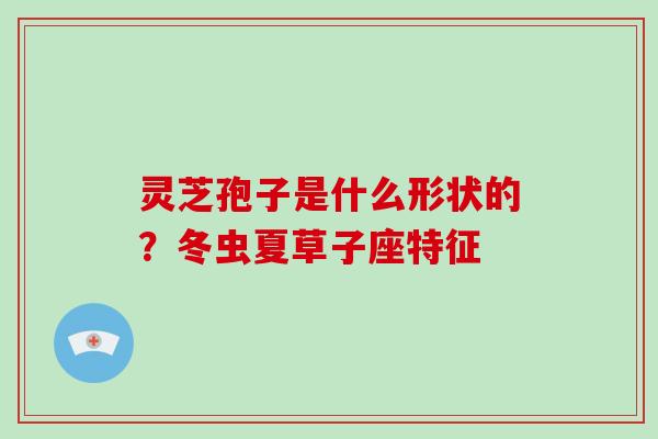 灵芝孢子是什么形状的?冬虫夏草子座特征