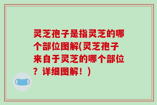 灵芝孢子是指灵芝的哪个部位图解(灵芝孢子来自于灵芝的哪个部位？详细图解！)