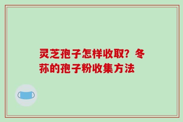 灵芝孢子怎样收取?冬荪的孢子粉收集方法