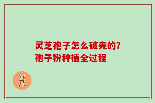 灵芝孢子怎么破壳的?孢子粉种植全过程