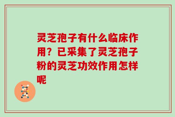 灵芝孢子有什么临床作用?已采集了灵芝孢子粉的灵芝功效作用怎样呢