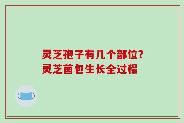 灵芝孢子有几个部位?灵芝菌包生长全过程