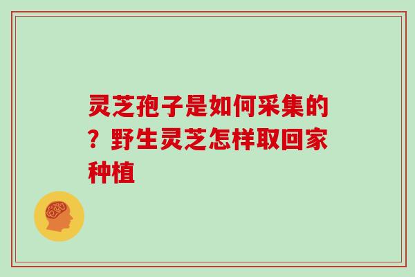 灵芝孢子是如何采集的？野生灵芝怎样取回家种植