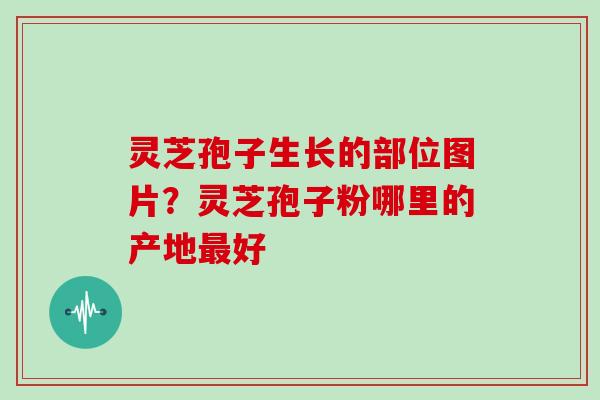 灵芝孢子生长的部位图片？灵芝孢子粉哪里的产地最好