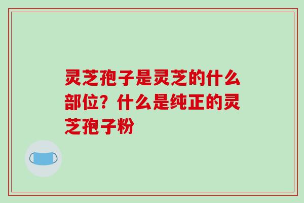 灵芝孢子是灵芝的什么部位?什么是纯正的灵芝孢子粉