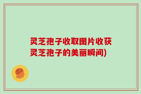 灵芝孢子收取图片收获灵芝孢子的美丽瞬间)