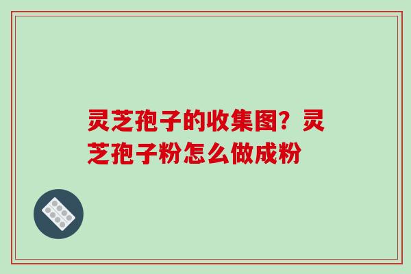 灵芝孢子的收集图?灵芝孢子粉怎么做成粉