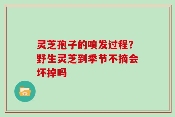 灵芝孢子的喷发过程?野生灵芝到季节不摘会坏掉吗