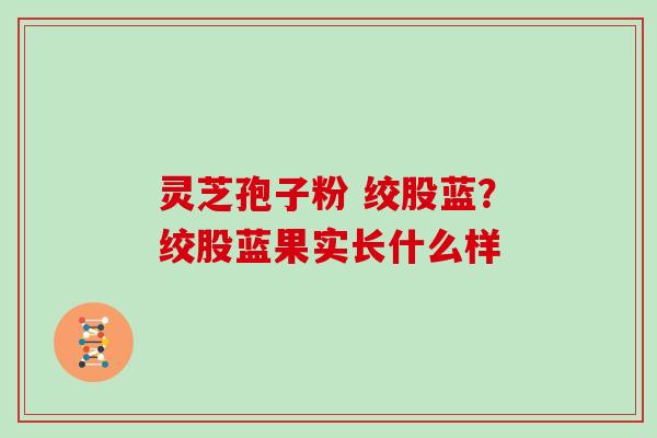 灵芝孢子粉 绞股蓝？绞股蓝果实长什么样