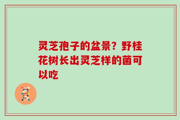 灵芝孢子的盆景?野桂花树长出灵芝样的菌可以吃