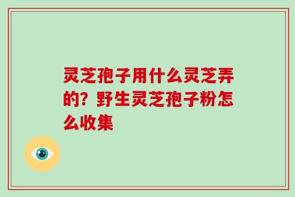 灵芝孢子用什么灵芝弄的?野生灵芝孢子粉怎么收集