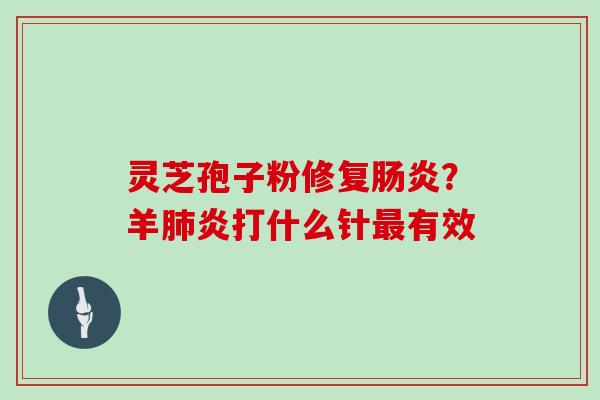灵芝孢子粉修复肠炎？羊肺炎打什么针最有效