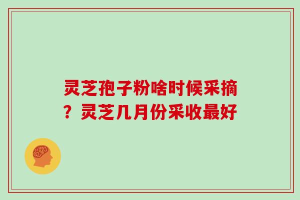 灵芝孢子粉啥时候采摘?灵芝几月份采收最好