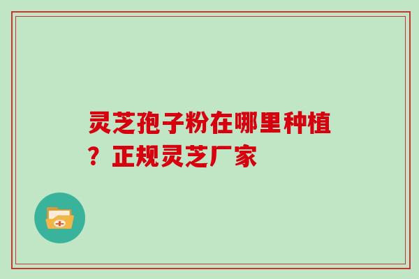 灵芝孢子粉在哪里种植?正规灵芝厂家