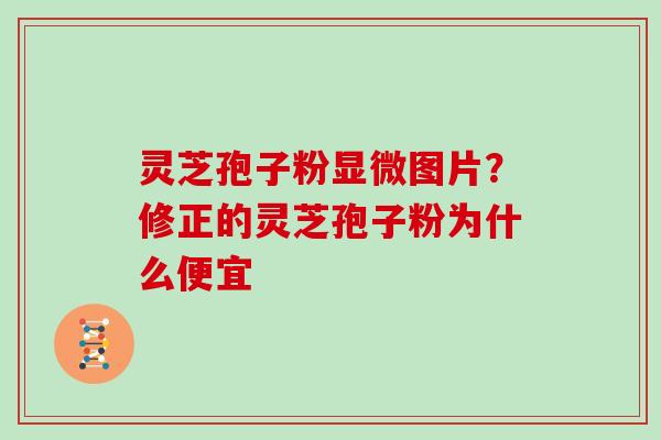 灵芝孢子粉显微图片？修正的灵芝孢子粉为什么便宜