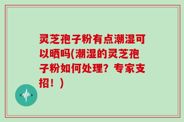 灵芝孢子粉有点潮湿可以晒吗(潮湿的灵芝孢子粉如何处理？专家支招！)