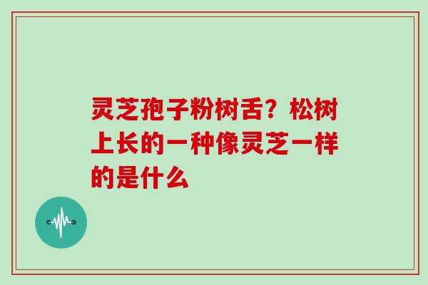 灵芝孢子粉树舌？松树上长的一种像灵芝一样的是什么