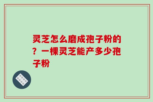 灵芝怎么磨成孢子粉的？一棵灵芝能产多少孢子粉