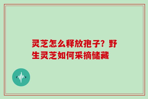灵芝怎么释放孢子?野生灵芝如何采摘储藏