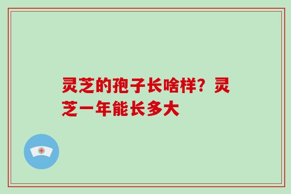 灵芝的孢子长啥样?灵芝一年能长多大