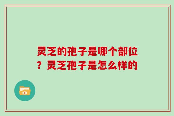 灵芝的孢子是哪个部位?灵芝孢子是怎么样的