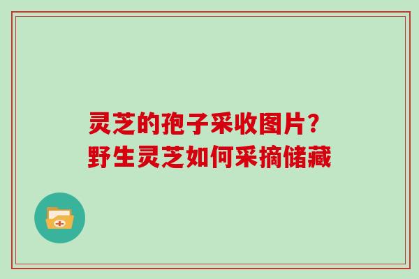 灵芝的孢子采收图片?野生灵芝如何采摘储藏