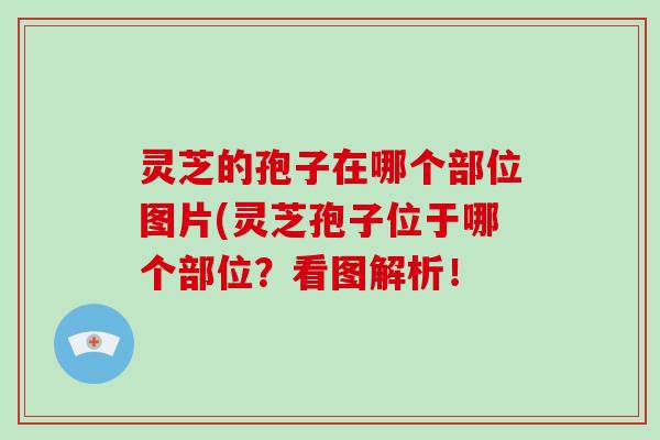 灵芝的孢子在哪个部位图片(灵芝孢子位于哪个部位?看图解析!