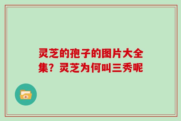 灵芝的孢子的图片大全集?灵芝为何叫三秀呢