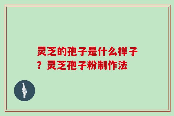 灵芝的孢子是什么样子？灵芝孢子粉制作法