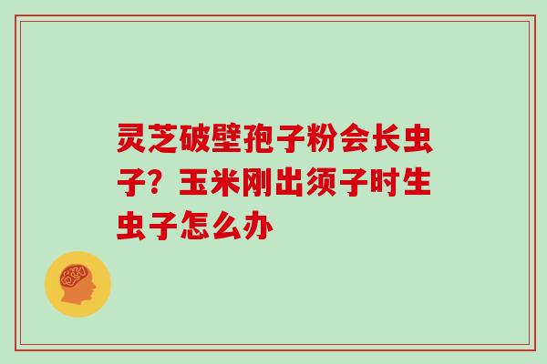 灵芝破壁孢子粉会长虫子?玉米刚出须子时生虫子怎么办