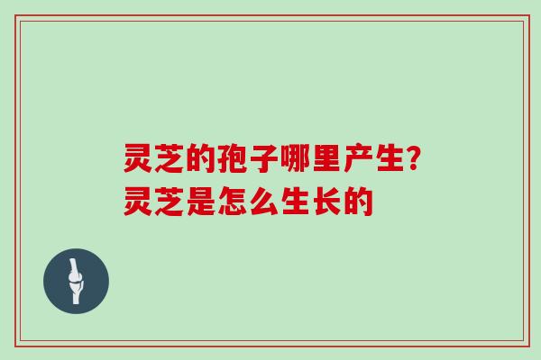 灵芝的孢子哪里产生？灵芝是怎么生长的