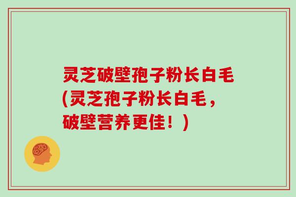 灵芝破壁孢子粉长白毛(灵芝孢子粉长白毛,破壁营养更佳!)