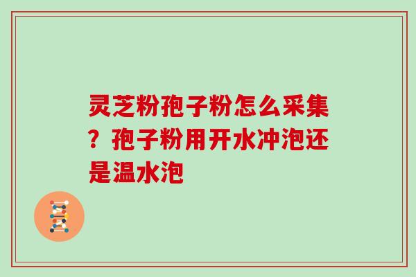 灵芝粉孢子粉怎么采集?孢子粉用开水冲泡还是温水泡