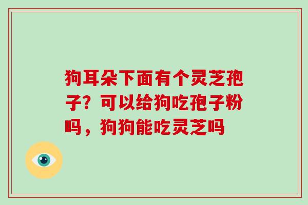 狗耳朵下面有个灵芝孢子？可以给狗吃孢子粉吗，狗狗能吃灵芝吗