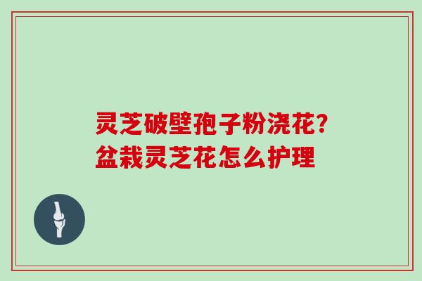 灵芝破壁孢子粉浇花？盆栽灵芝花怎么护理