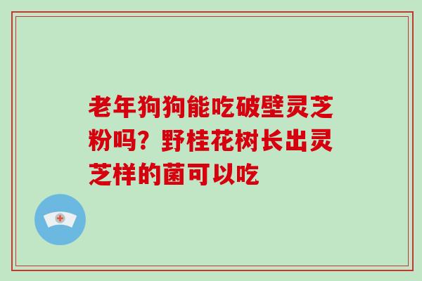 老年狗狗能吃破壁灵芝粉吗？野桂花树长出灵芝样的菌可以吃