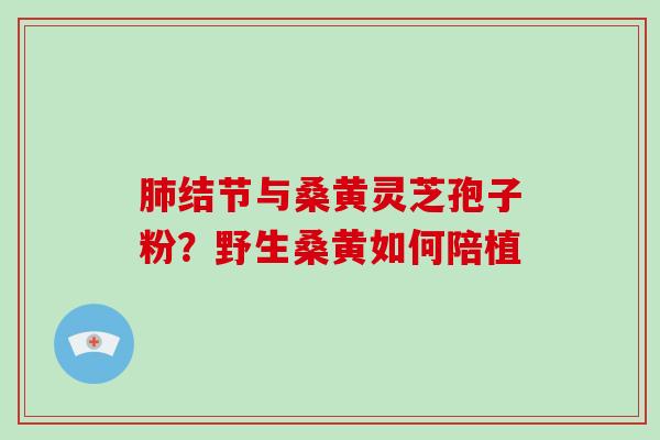 肺结节与桑黄灵芝孢子粉？野生桑黄如何陪植