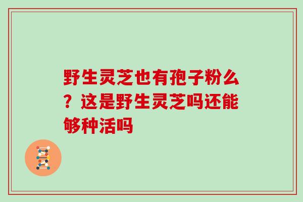 野生灵芝也有孢子粉么？这是野生灵芝吗还能够种活吗