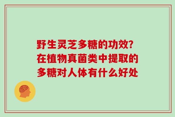 野生灵芝多糖的功效?在植物真菌类中提取的多糖对人体有什么好处