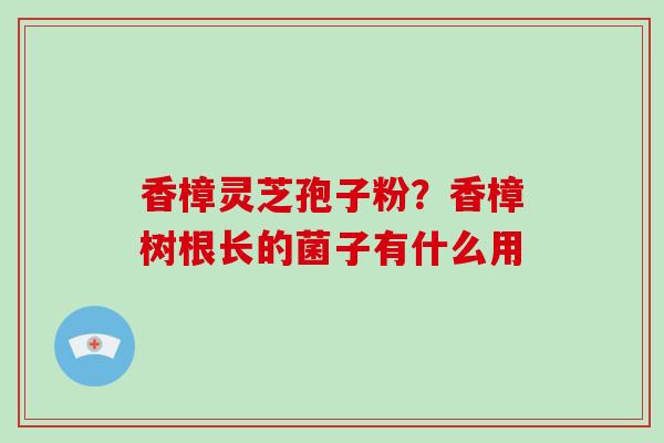 香樟灵芝孢子粉?香樟树根长的菌子有什么用