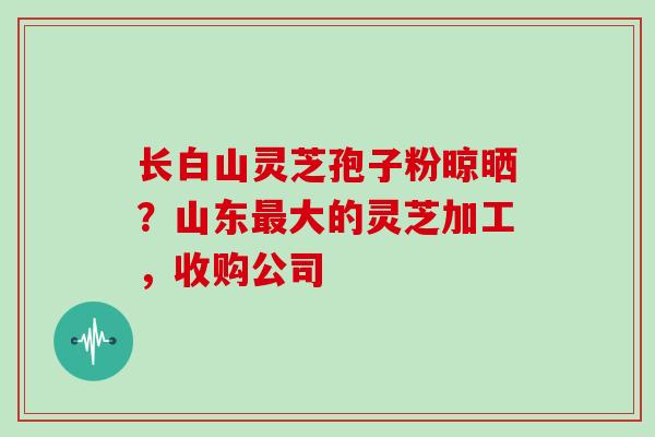 长白山灵芝孢子粉晾晒？山东最大的灵芝加工，收购公司