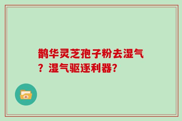 鹊华灵芝孢子粉去湿气?湿气驱逐利器?