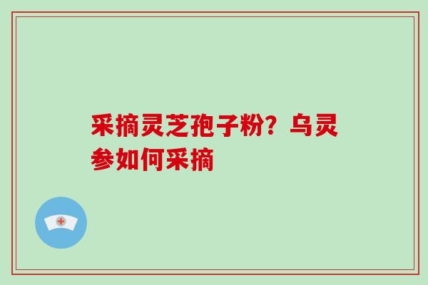采摘灵芝孢子粉?乌灵参如何采摘