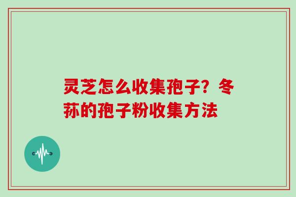 灵芝怎么收集孢子?冬荪的孢子粉收集方法