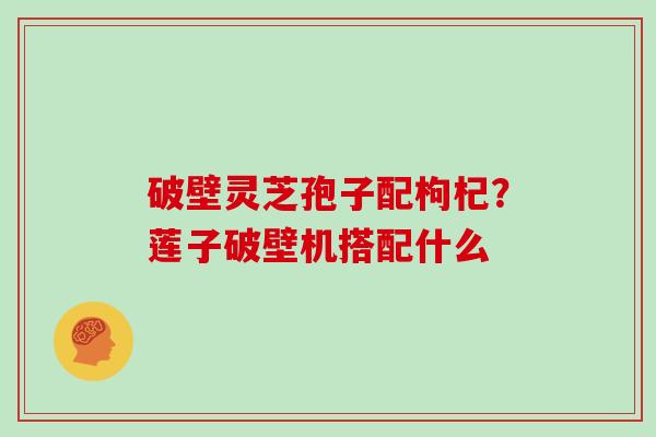 破壁灵芝孢子配枸杞？莲子破壁机搭配什么