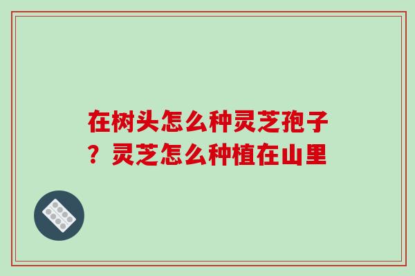 在树头怎么种灵芝孢子?灵芝怎么种植在山里